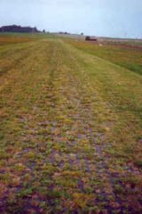 Piste en herbe renforcee 6 mois plus tard